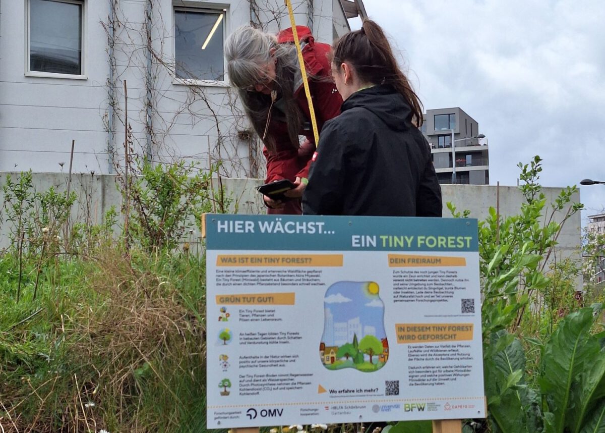 Zwei Frauen messen einen Strauch mit einem Maßband aus. Vor ihnen steht ein Info-Schild mit der Aufschrift „Hier wächst ein Tiny Forest“.