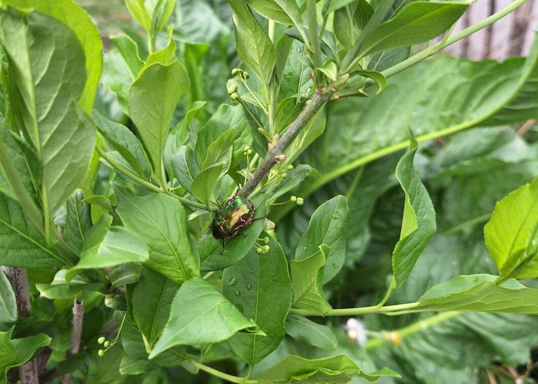 Ein grüner Strauch mit frischen Knospen und einem grün-gold-schillernden Käfer.
