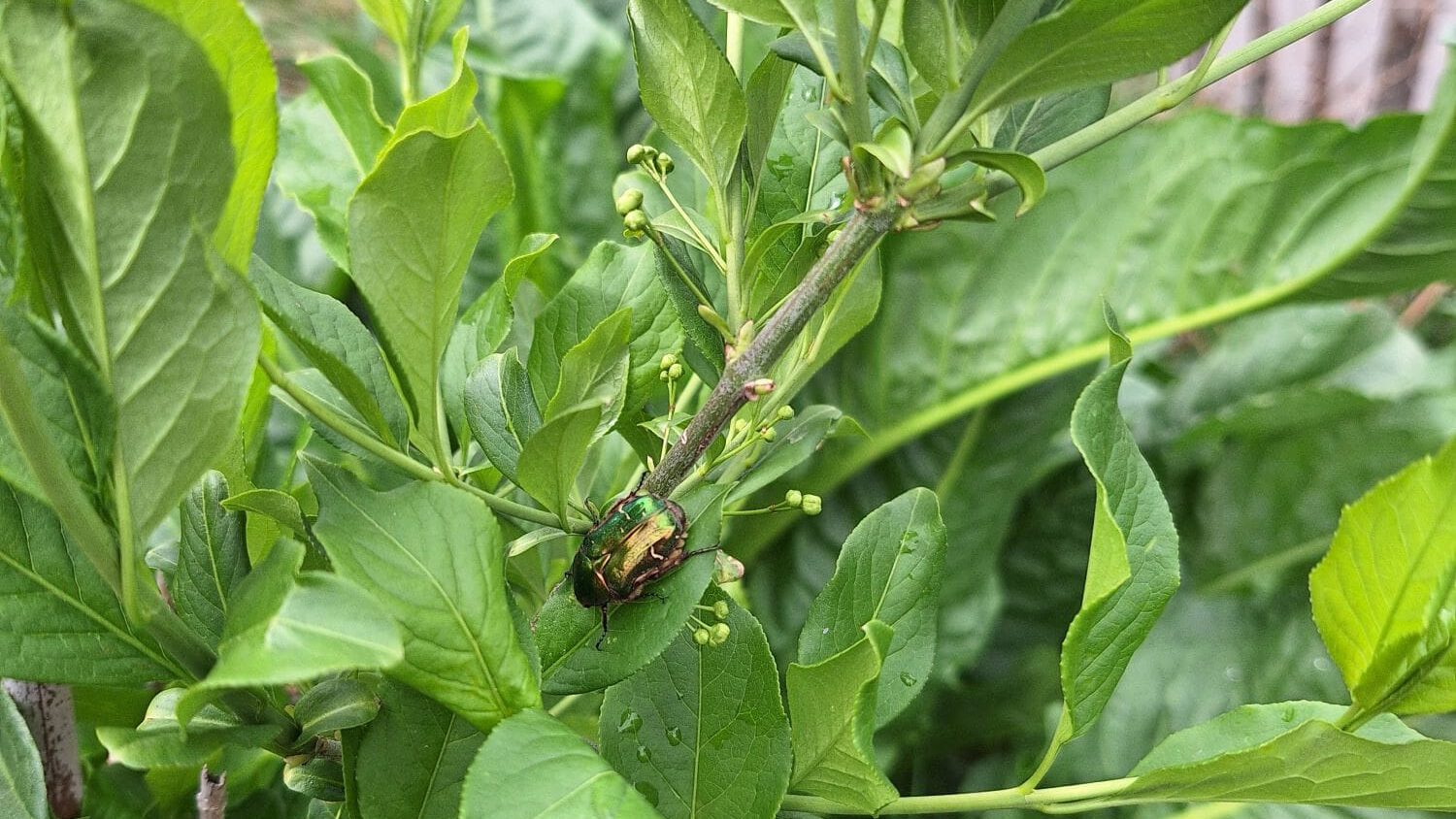 Ein grüner Strauch mit frischen Knospen und einem grün-gold-schillernden Käfer.