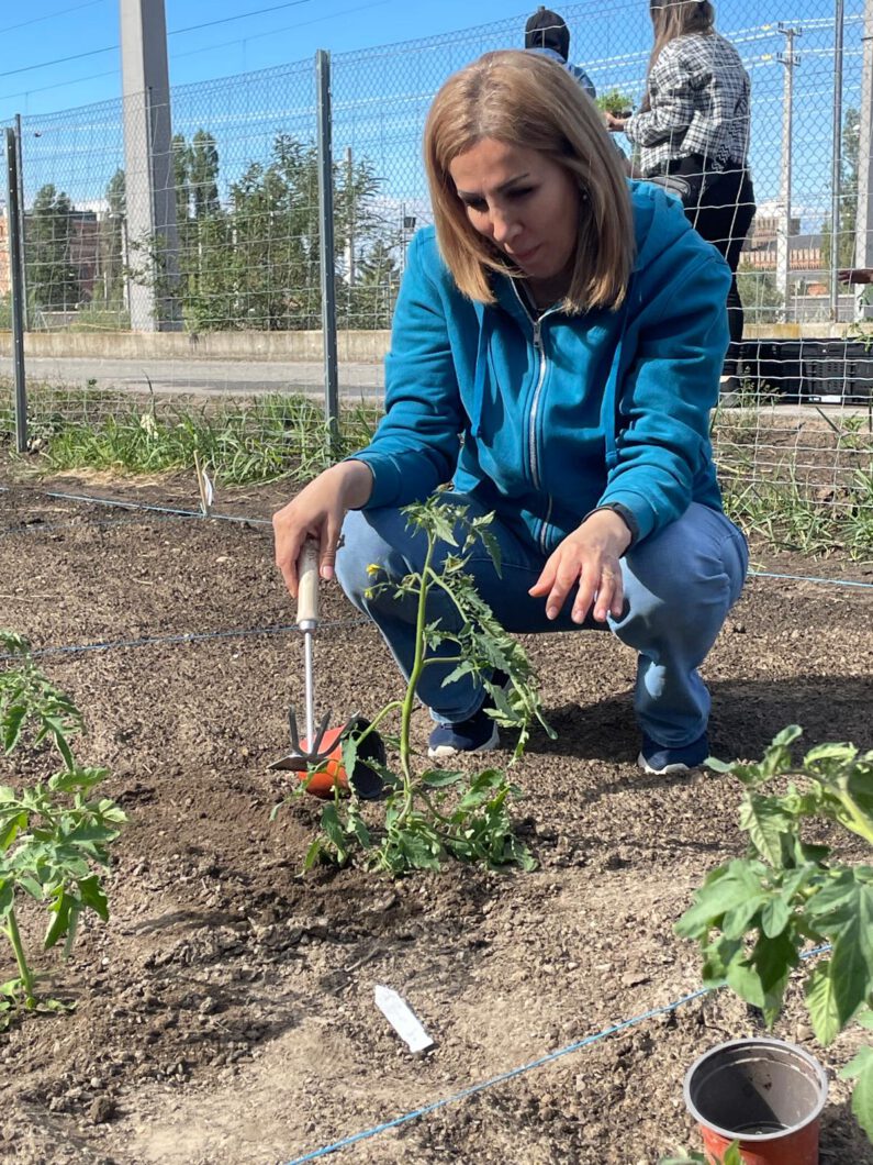 Eine Frau beim einpflanzen einer Tomatenpflanze.
